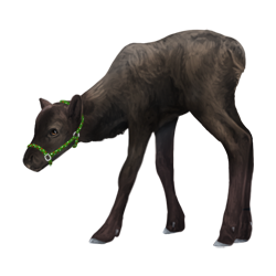 Donkerbruin baby rendier