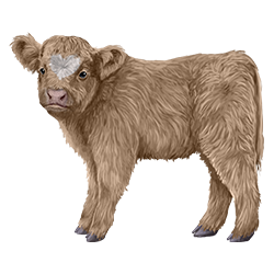 Galloway kalfje blond