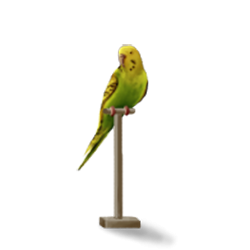 Groene grasparkiet