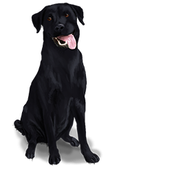 Zwarte Labrador